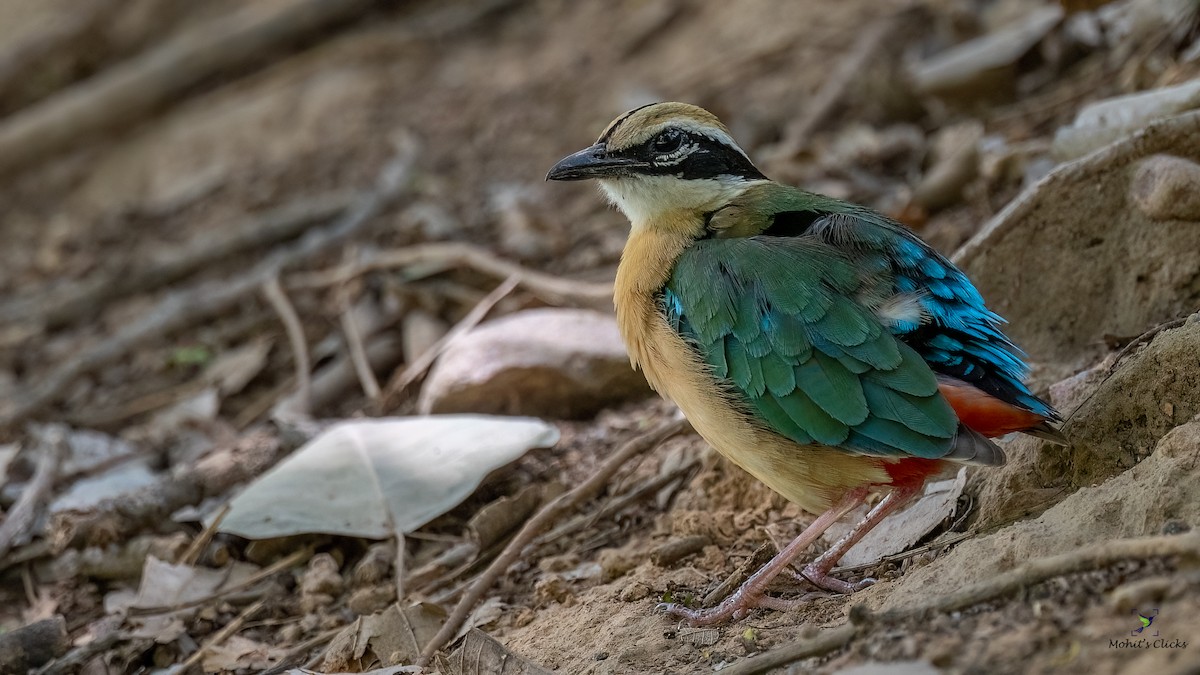 Indian Pitta - ML629134195
