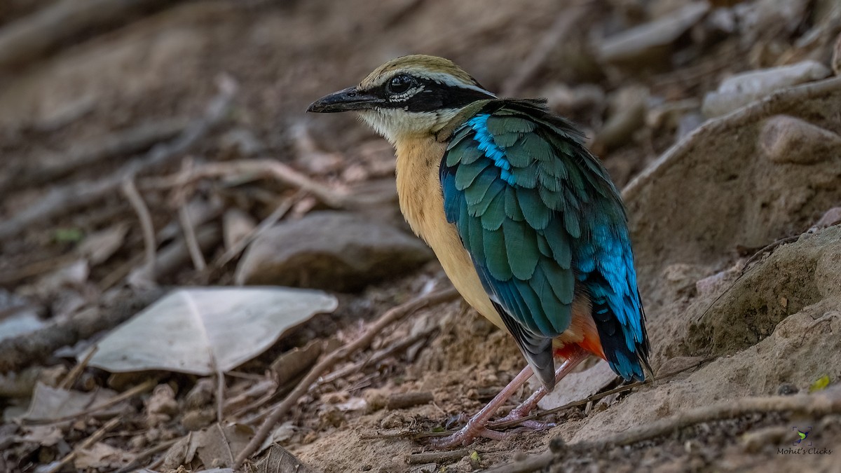 Indian Pitta - ML629134196
