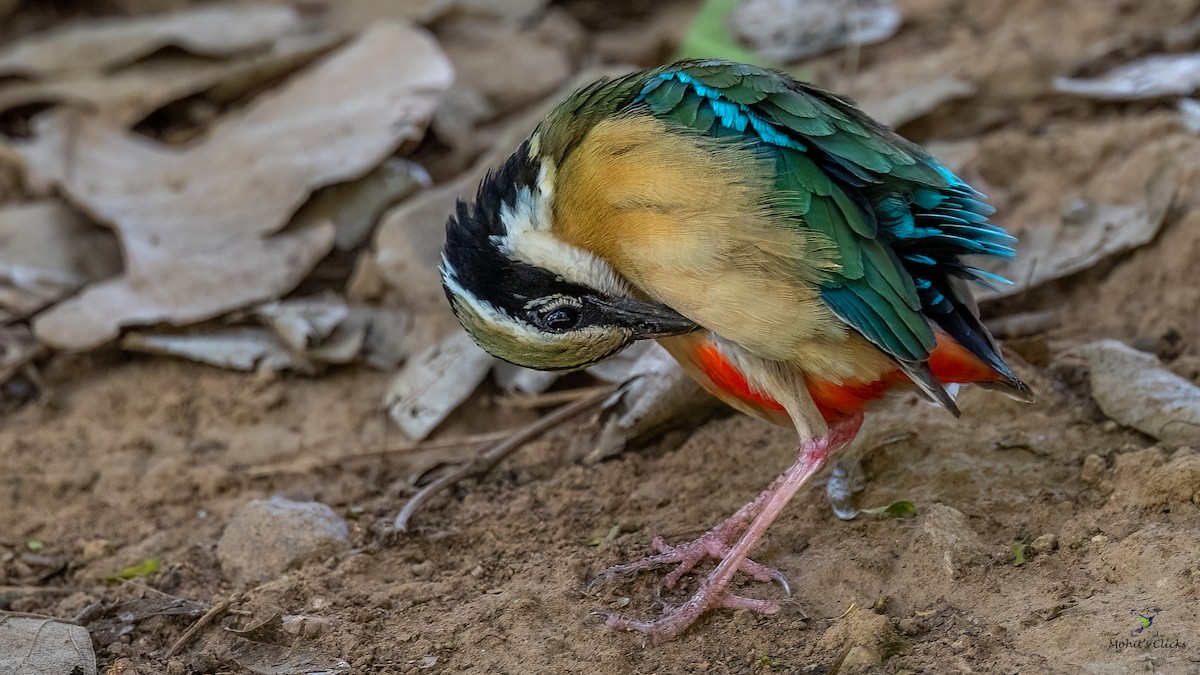 Indian Pitta - ML629134197