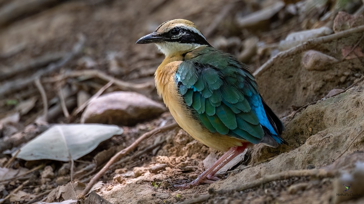 Indian Pitta - ML629134199