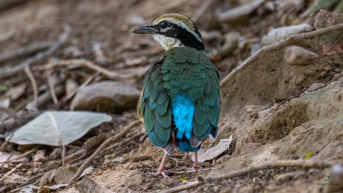 Indian Pitta - ML629134200