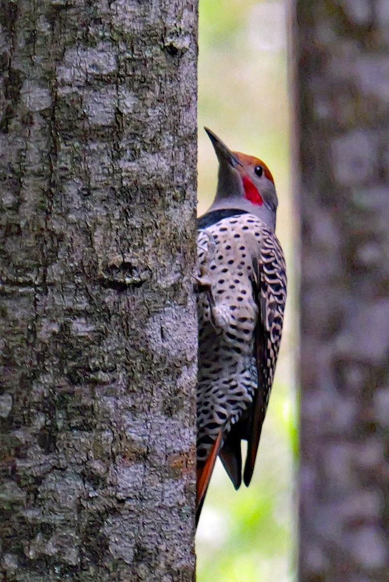 Guatemalan Flicker - ML629134201