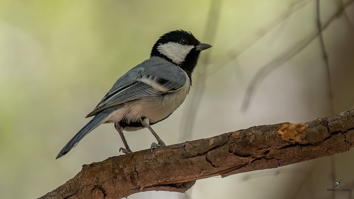 Asian Tit (Cinereous) - ML629134203