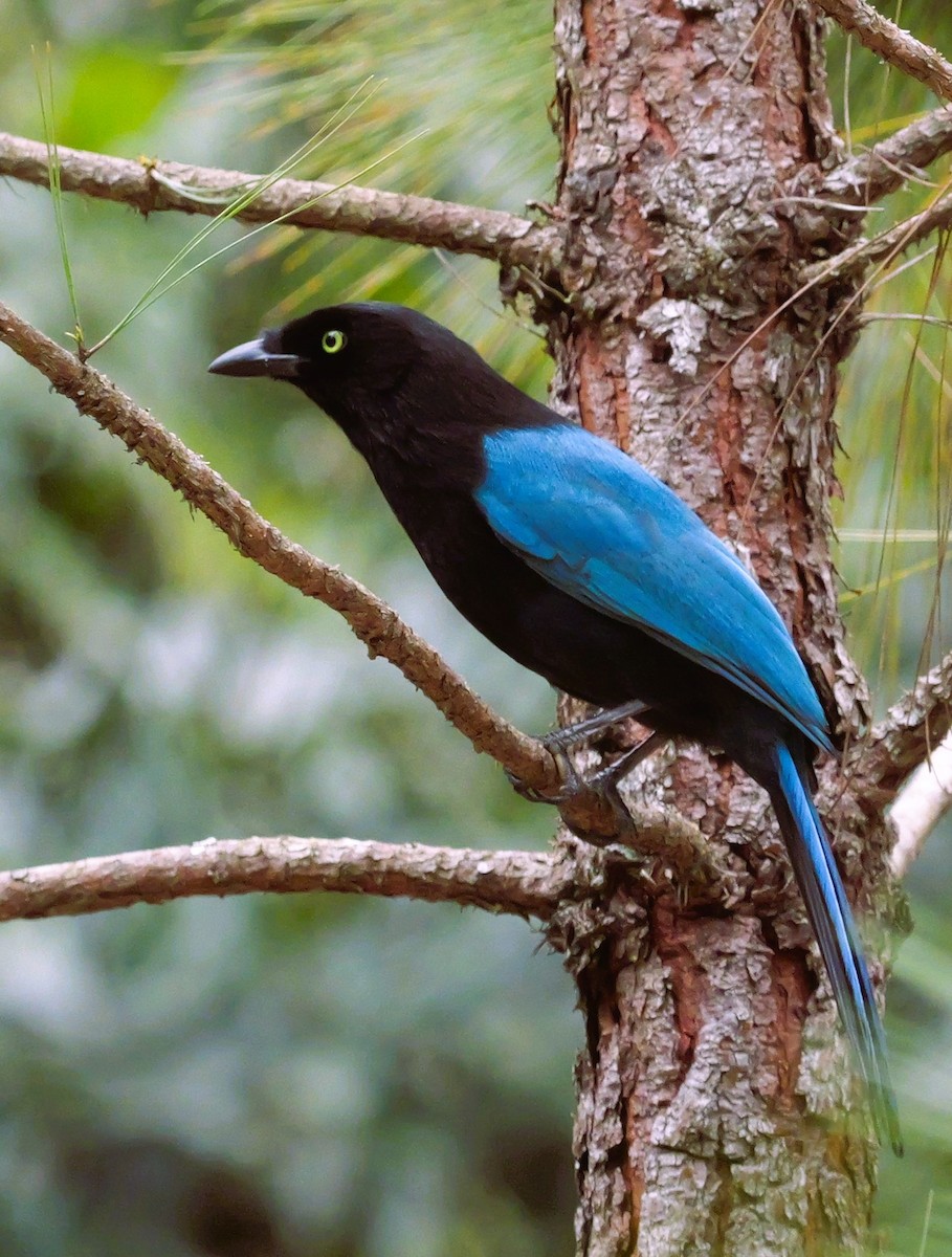 Bushy-crested Jay - ML629134208