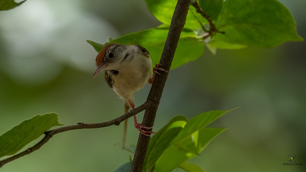 Common Tailorbird - ML629134215