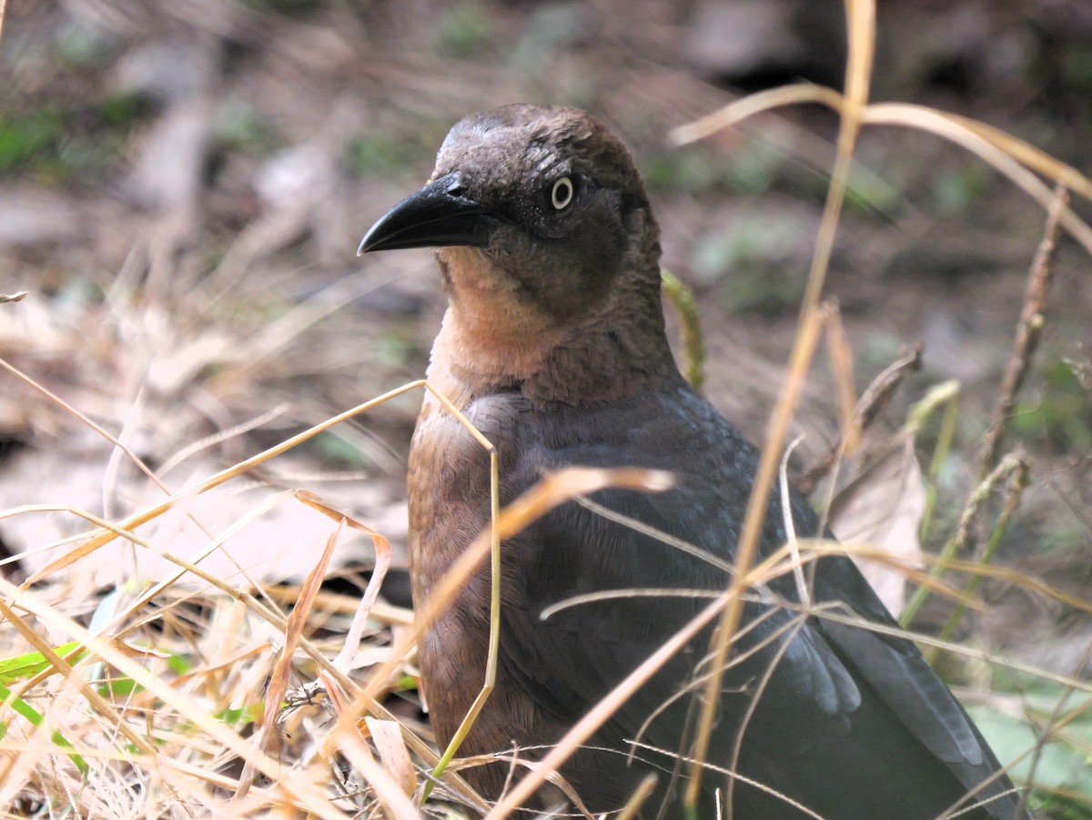 storhaletrupial - ML629134221