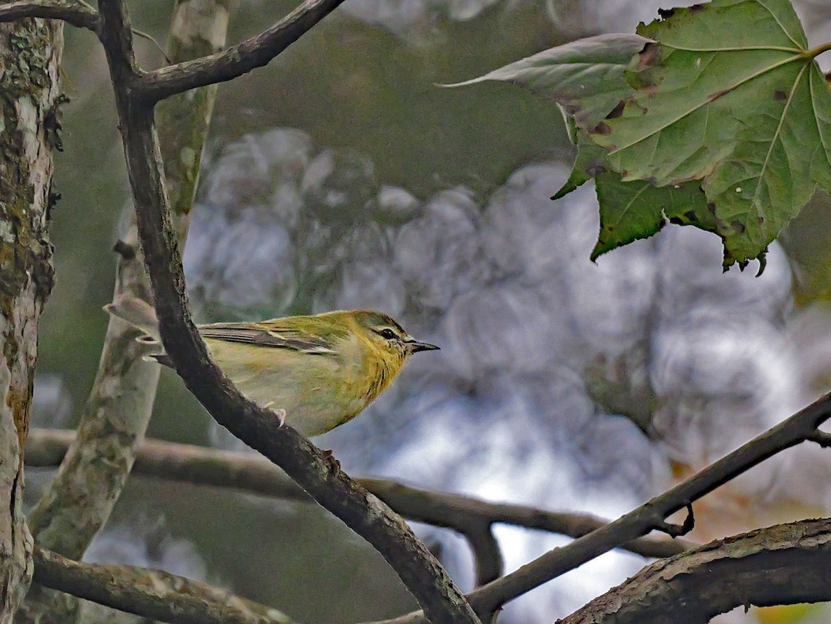 møllparula - ML629134223