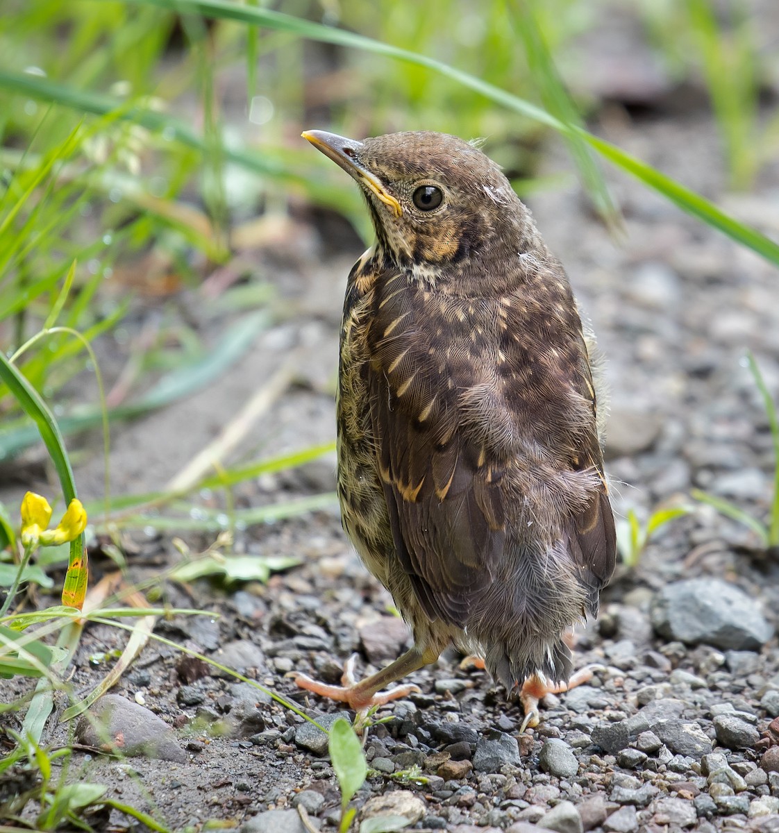 Song Thrush - ML629134299