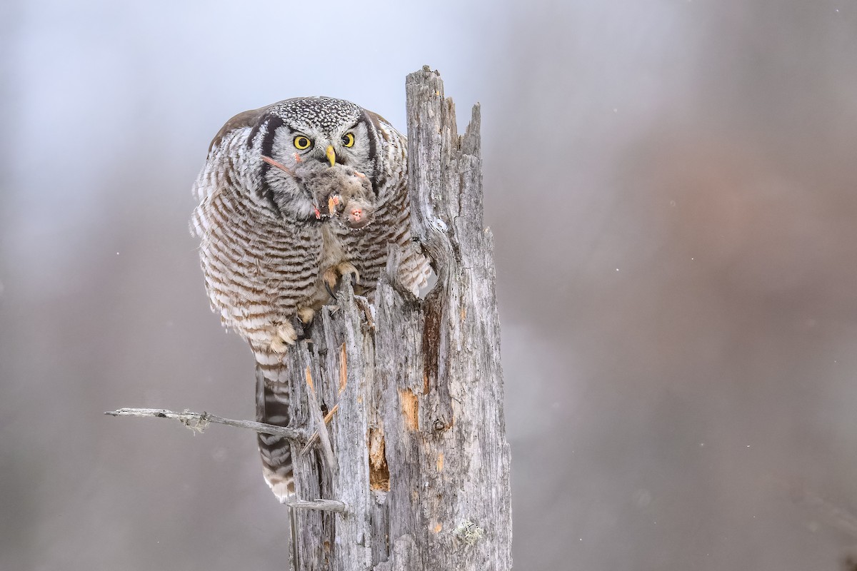 Northern Hawk Owl - ML629134352