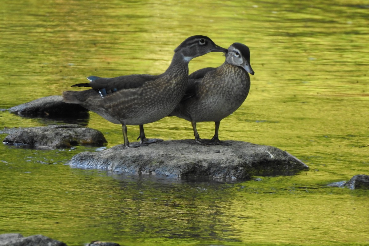 Wood Duck - ML629134736