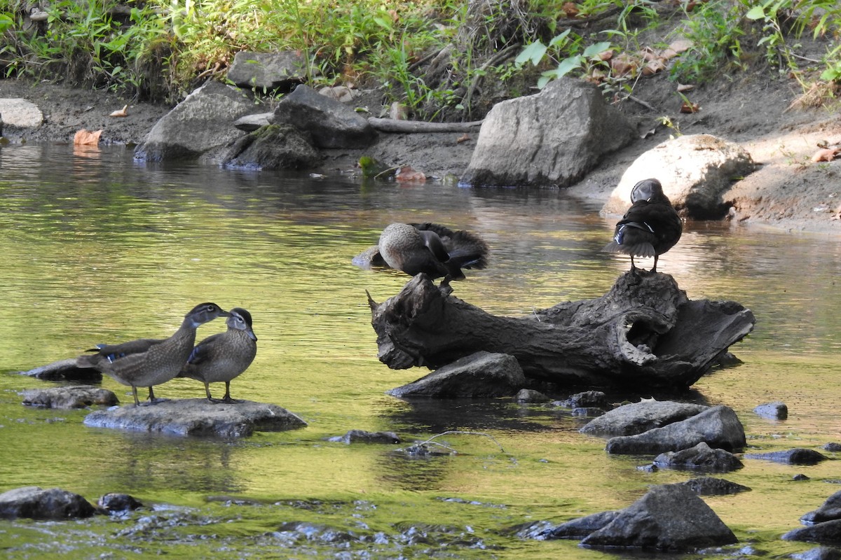 Wood Duck - ML629134765