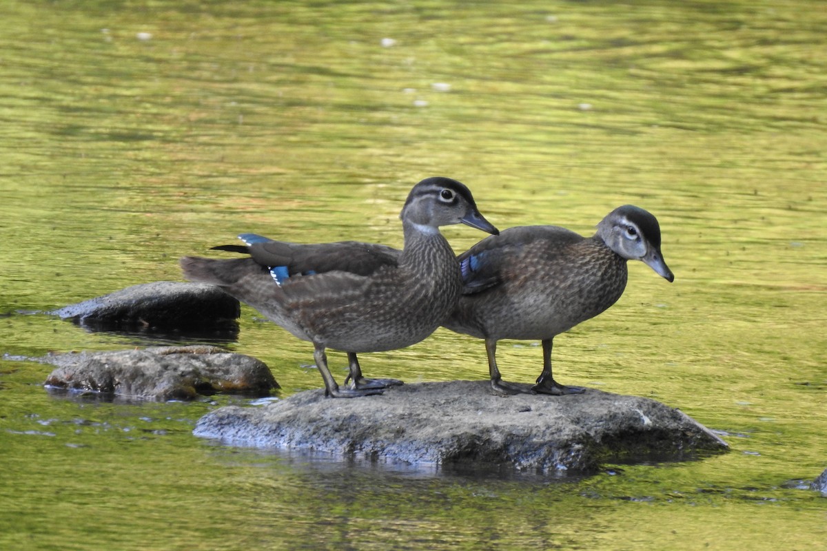 Wood Duck - ML629134780