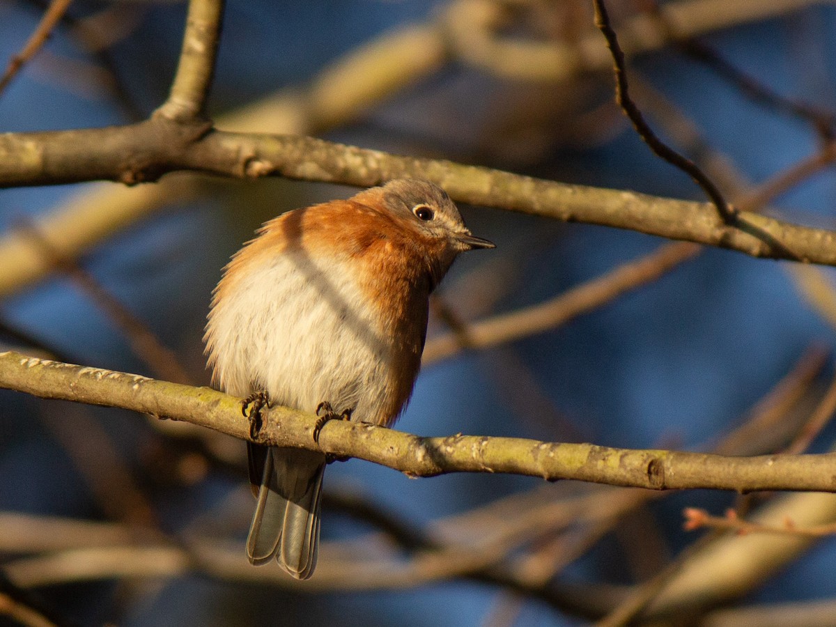 Eastern Bluebird - ML629134799