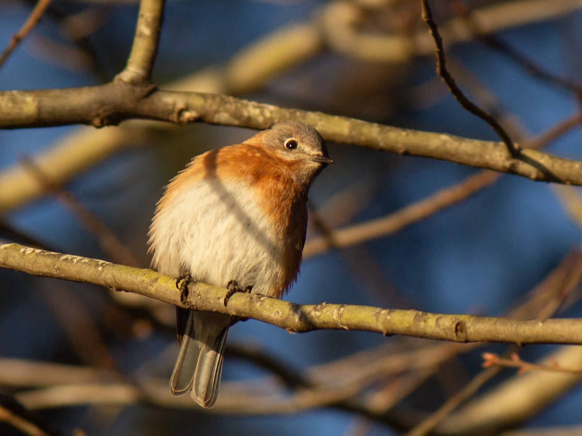 Eastern Bluebird - ML629134800