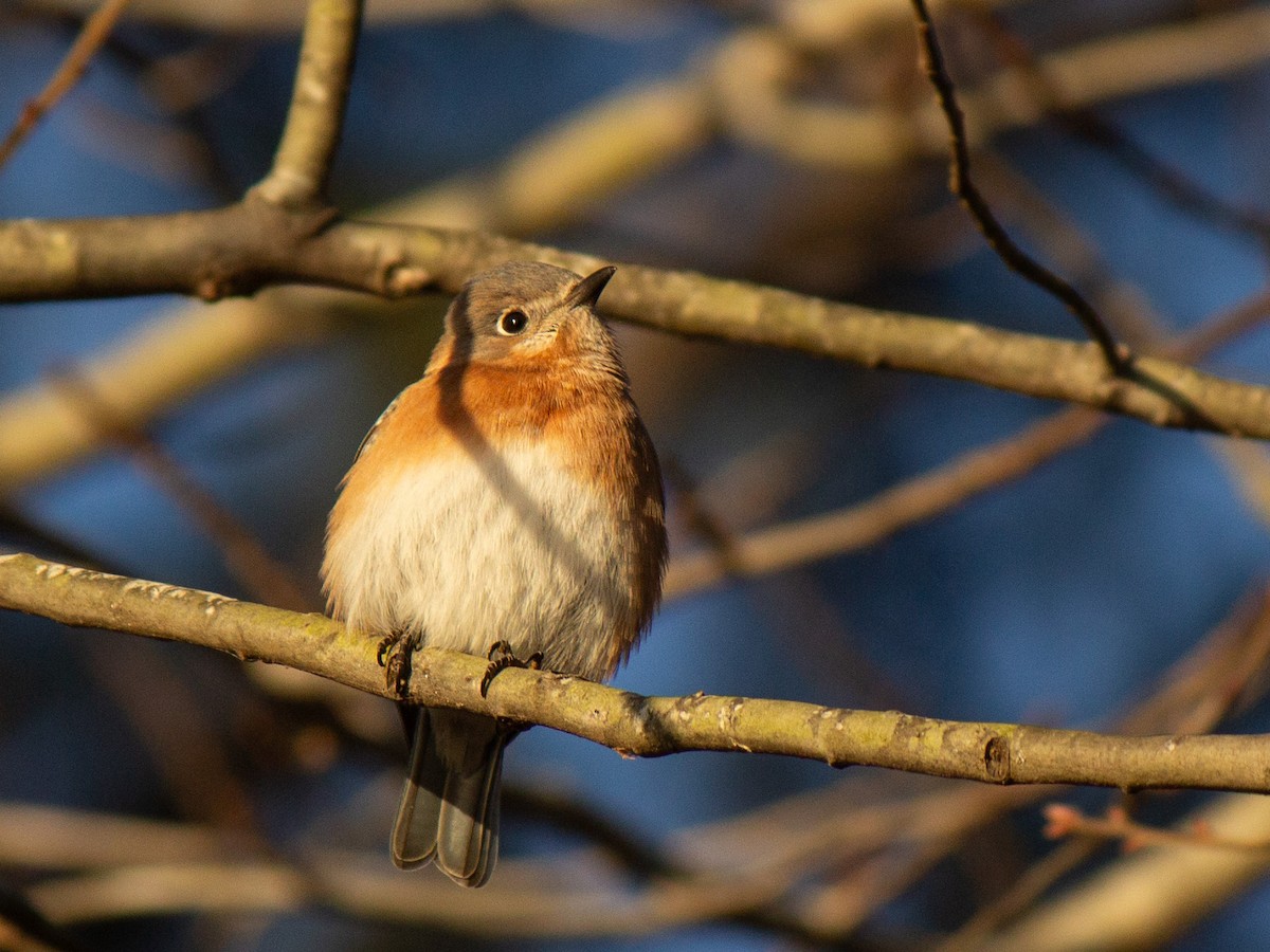 Eastern Bluebird - ML629134801