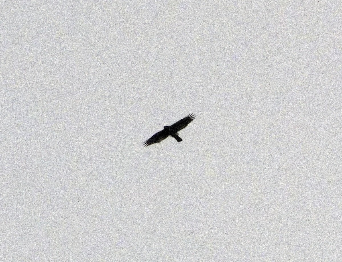 hawk sp. - ML629134824