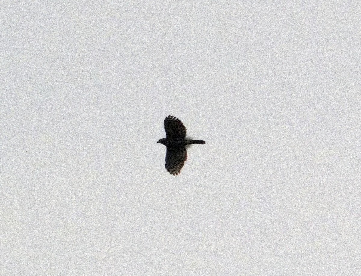hawk sp. - ML629134825
