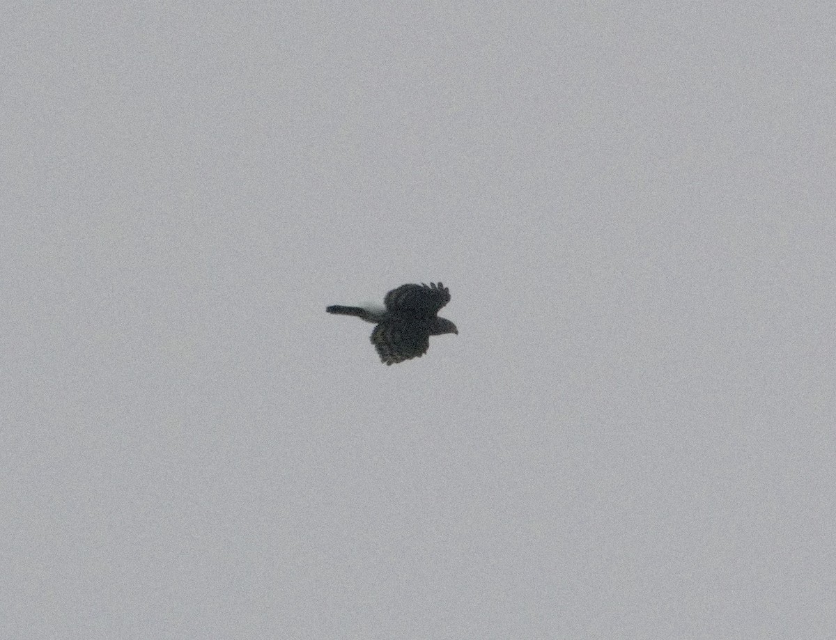 hawk sp. - ML629134826