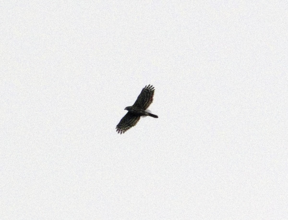 hawk sp. - ML629134827