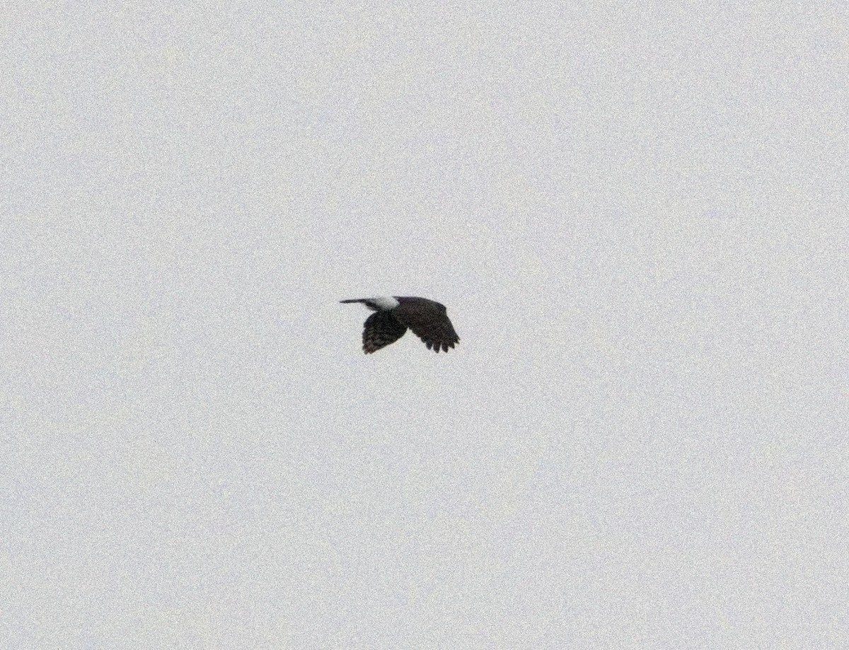 hawk sp. - ML629134828