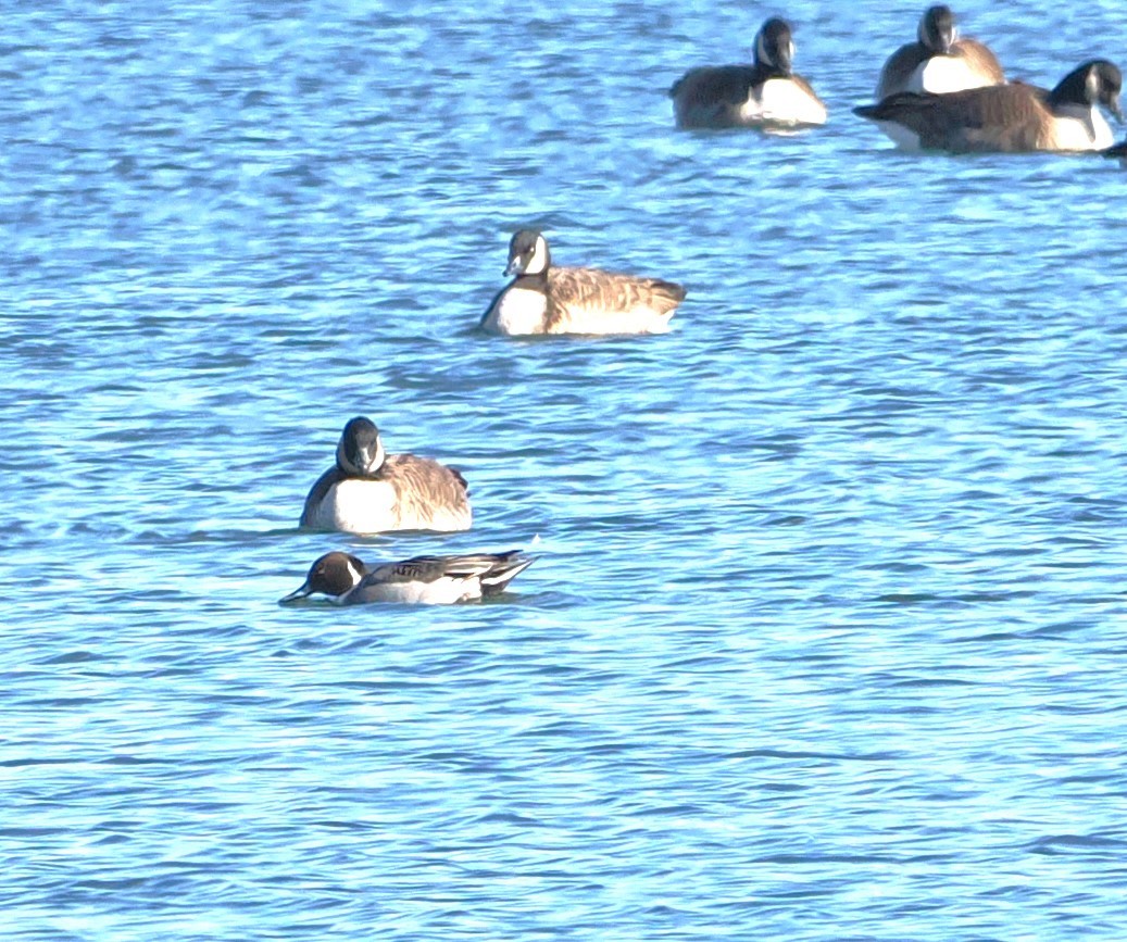 Northern Pintail - ML629135018