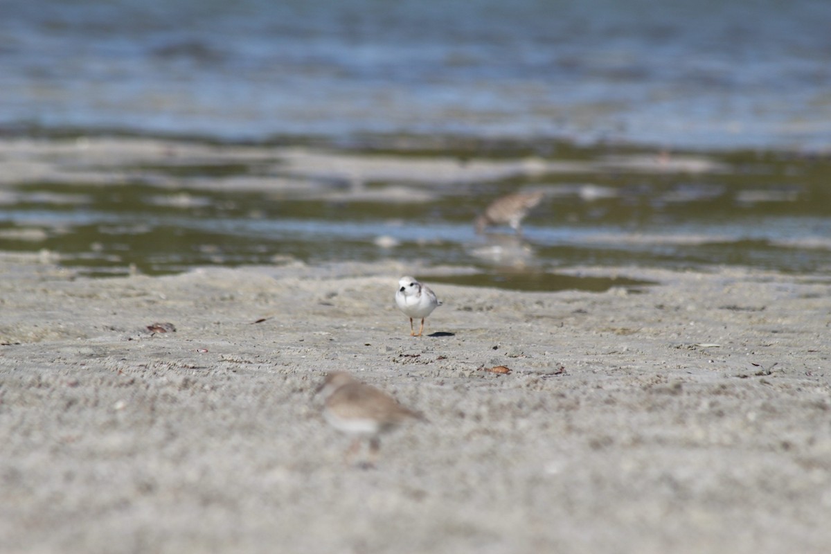 Piping Plover - ML629135094