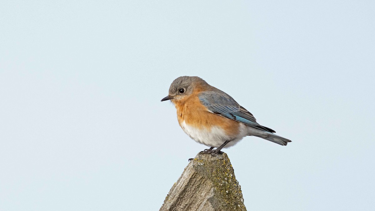 Eastern Bluebird - ML629135156