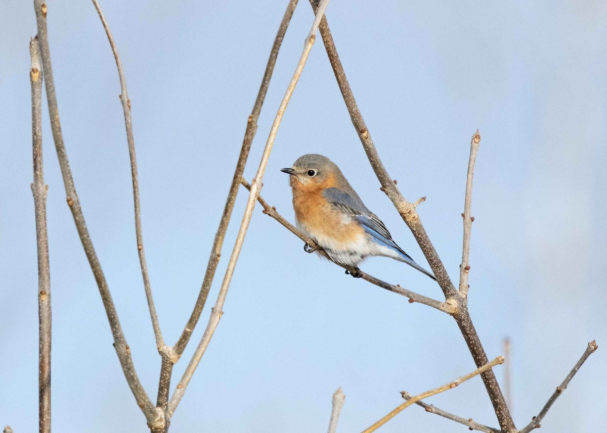 Eastern Bluebird - ML629135157