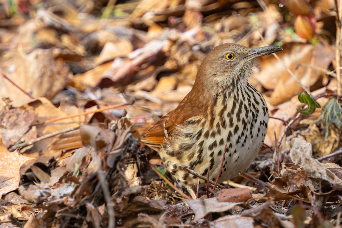 Brown Thrasher - ML629135212