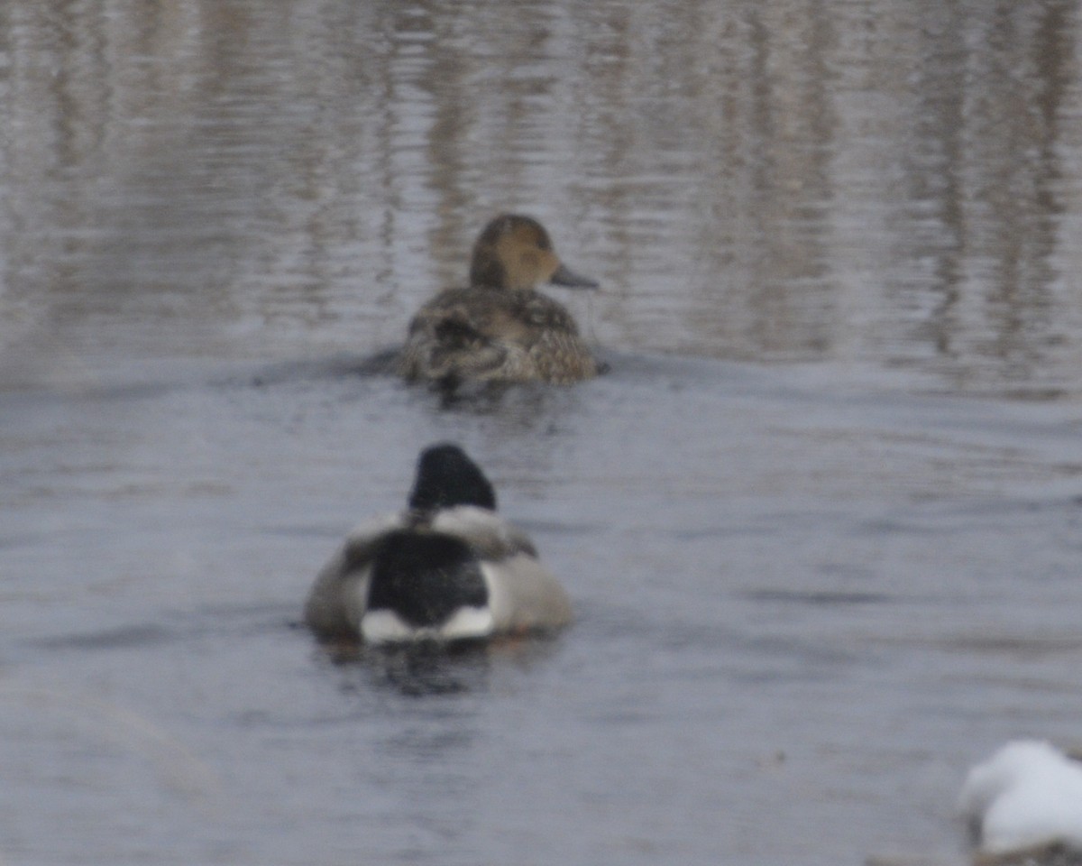 Northern Pintail - ML629135231