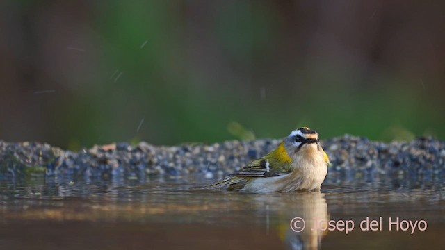 Common Firecrest - ML629135268