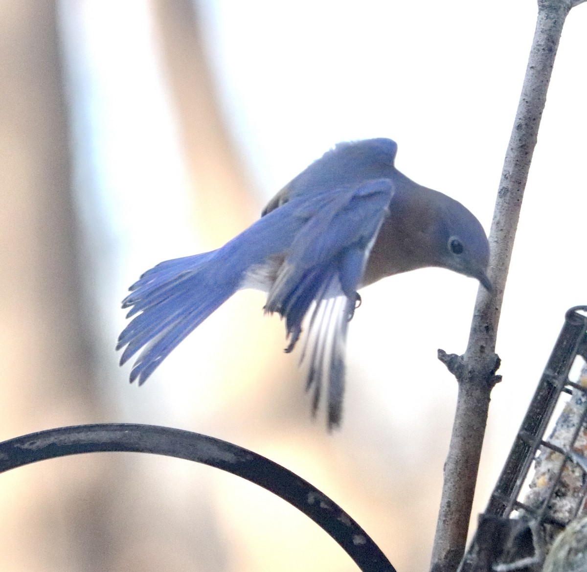 Eastern Bluebird - ML629135356