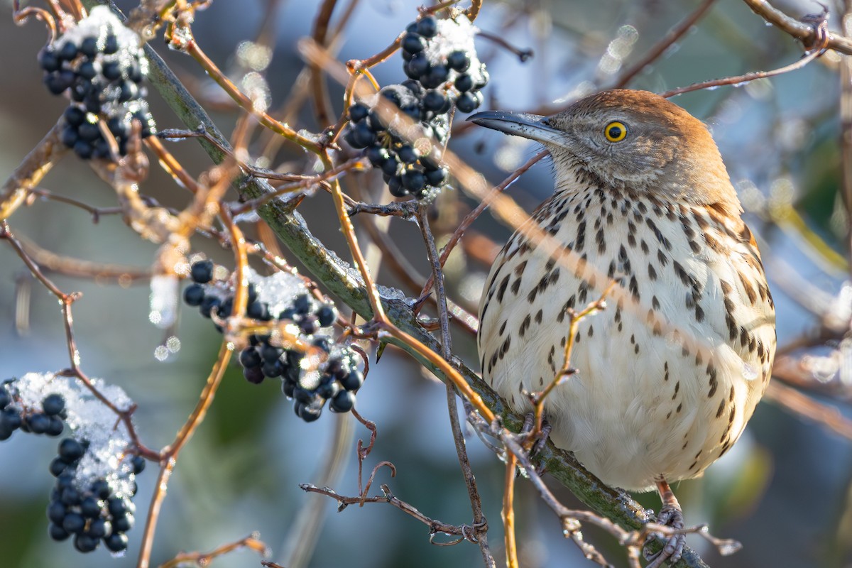 Brown Thrasher - ML629135411