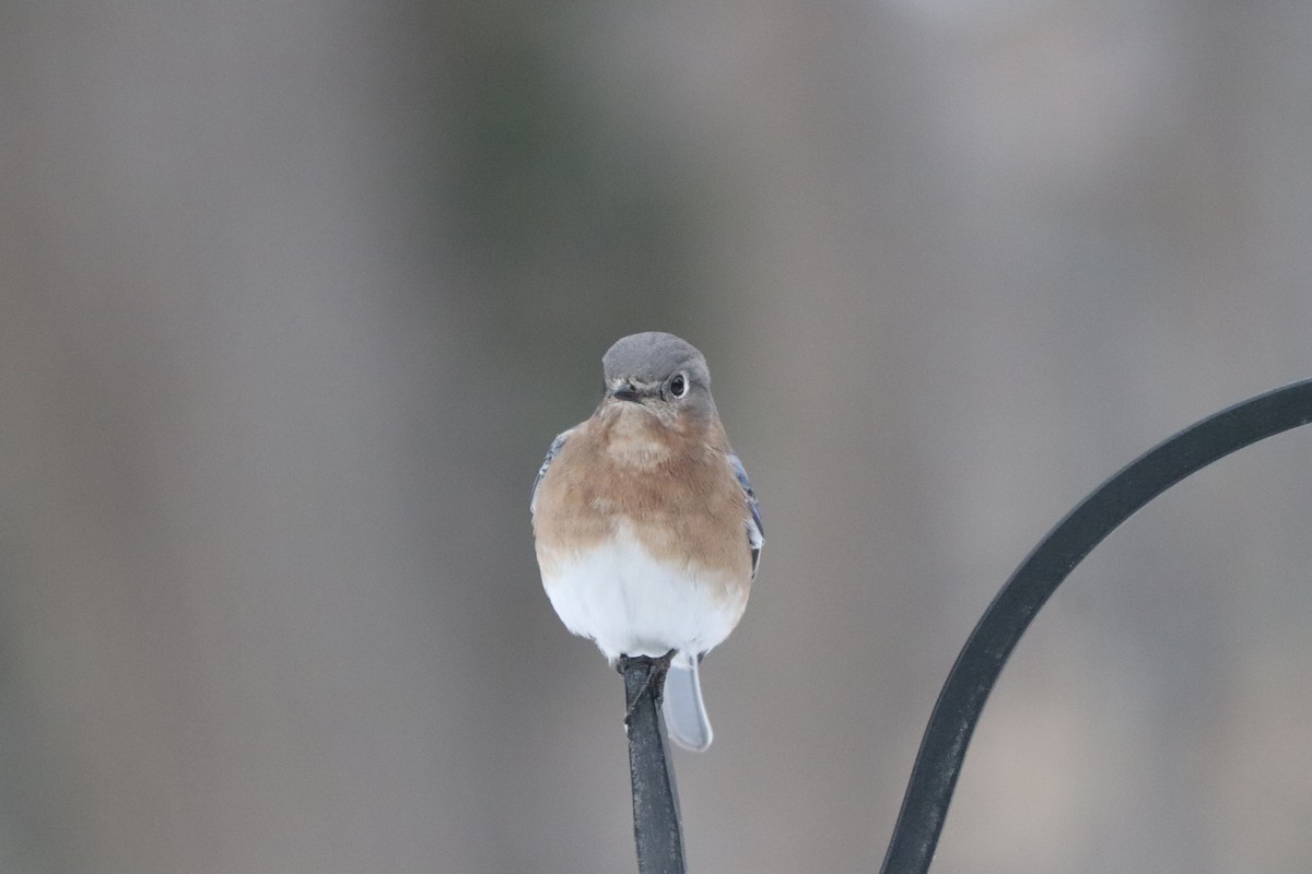 Eastern Bluebird - ML629135419