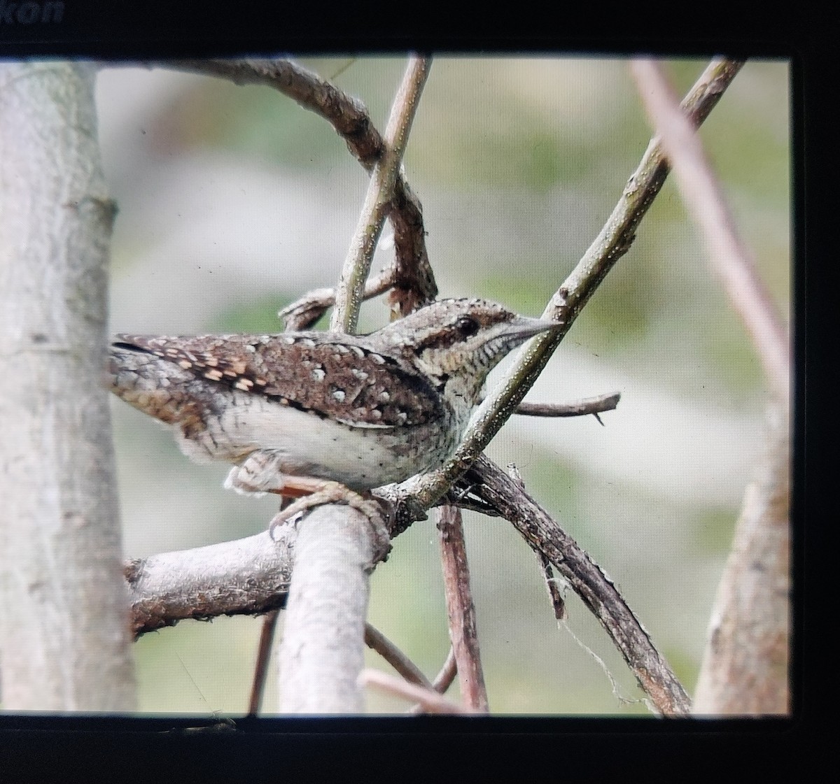 krutihlav obecný - ML629135570