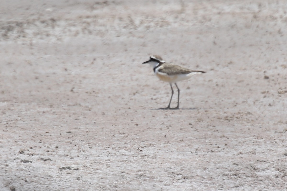 Madagascar Plover - ML629135589
