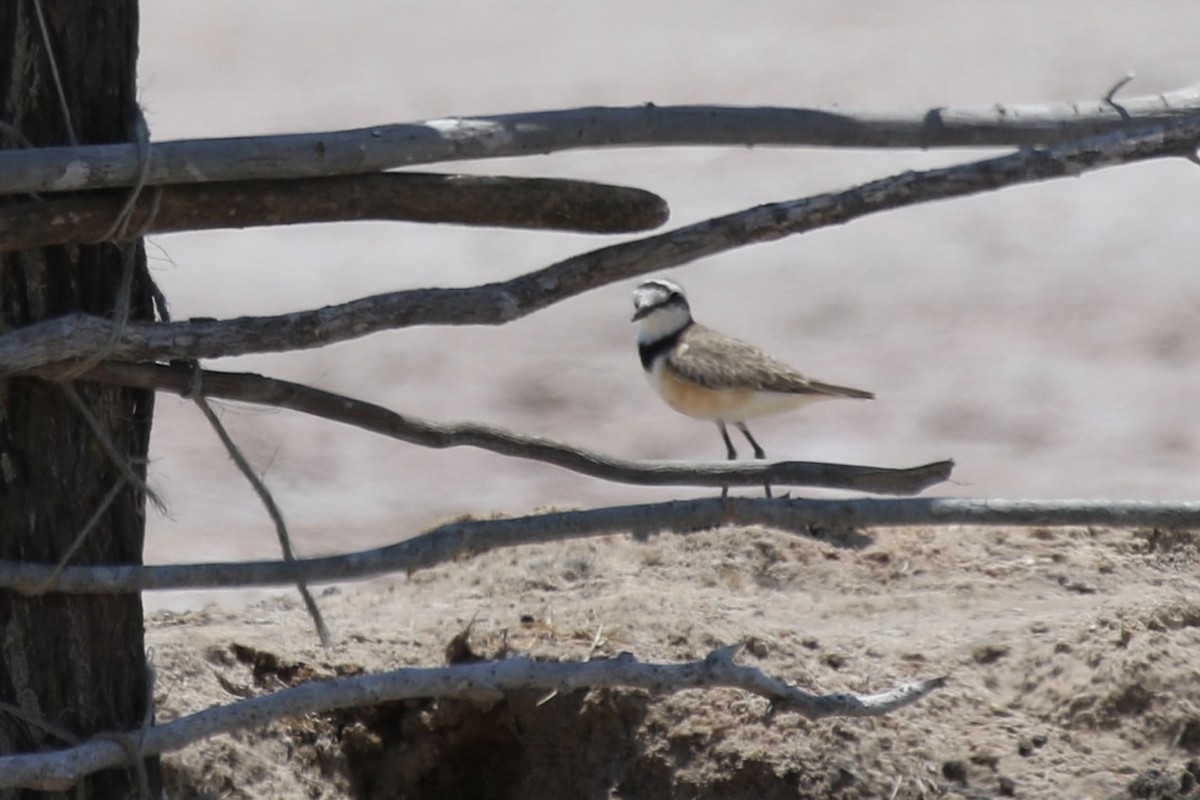 Madagascar Plover - ML629135590