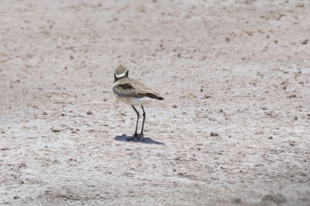 Madagascar Plover - ML629135591