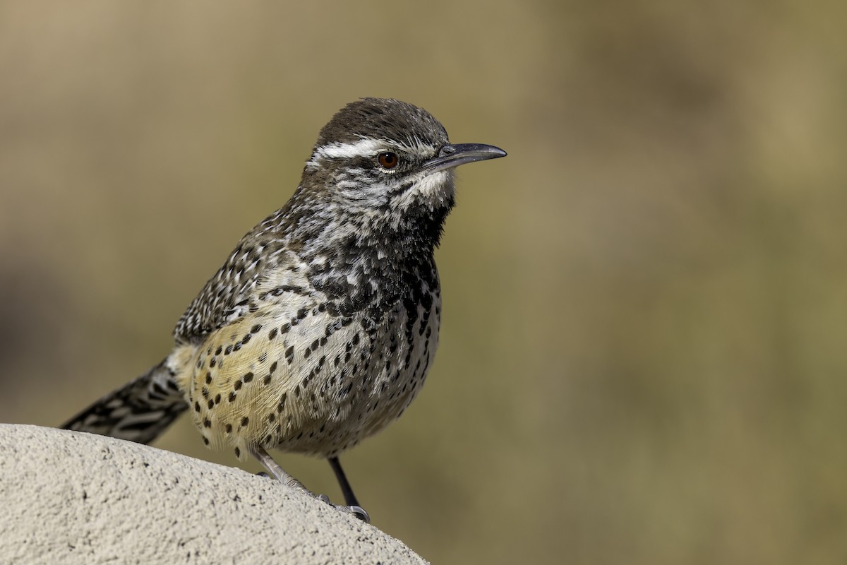 Cactus Wren - ML629135643