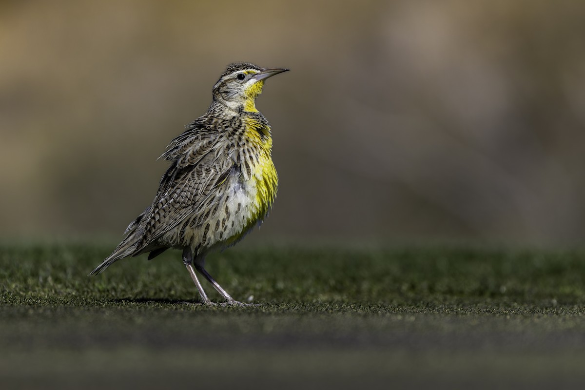 Western Meadowlark - ML629135657