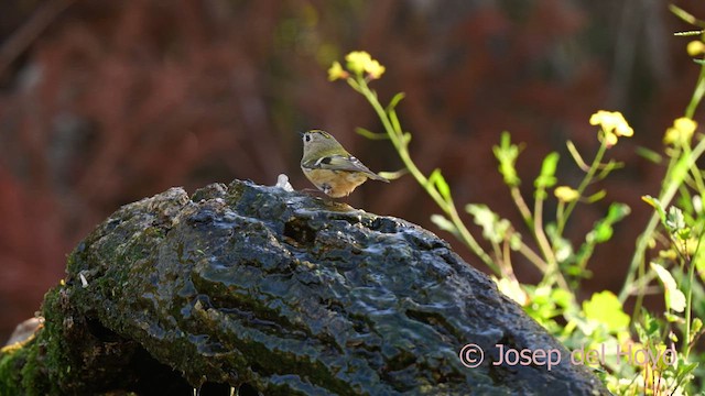 Goldcrest (European) - ML629135659