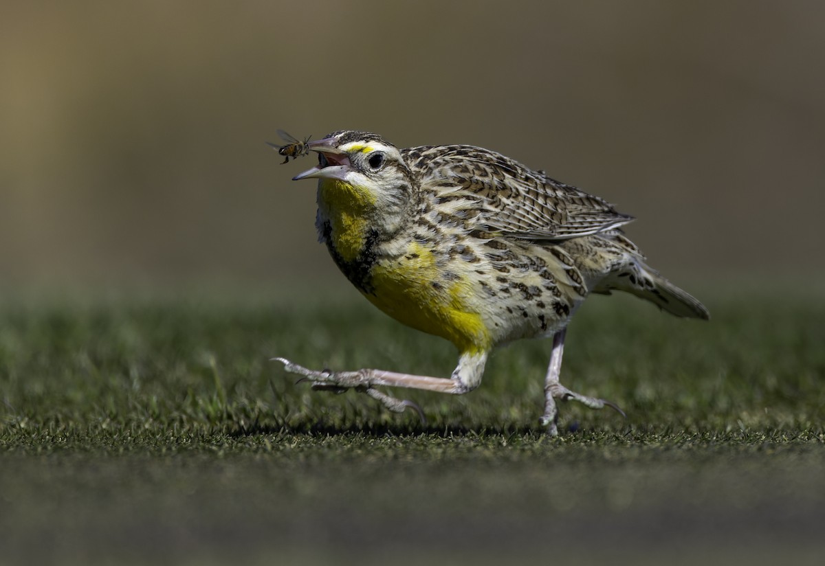 Western Meadowlark - ML629135668