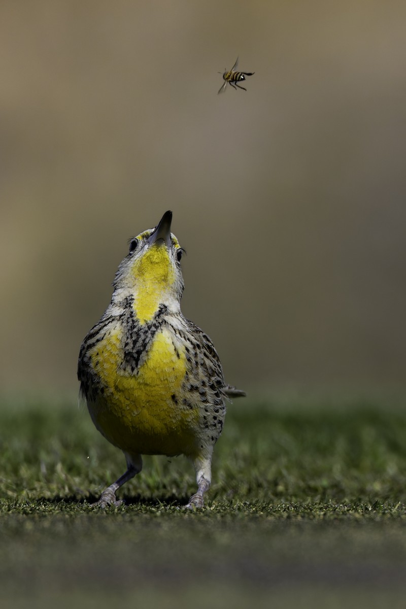 Western Meadowlark - ML629135673
