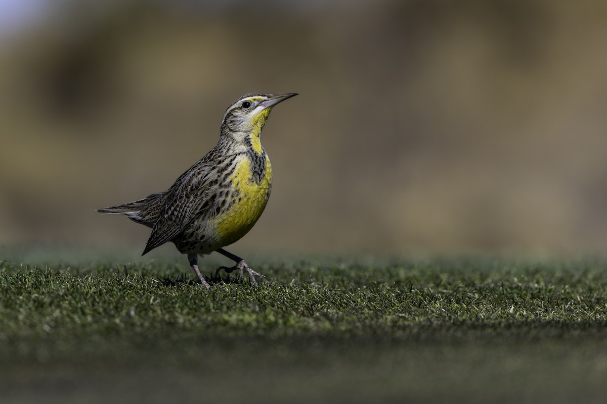 Western Meadowlark - ML629135687