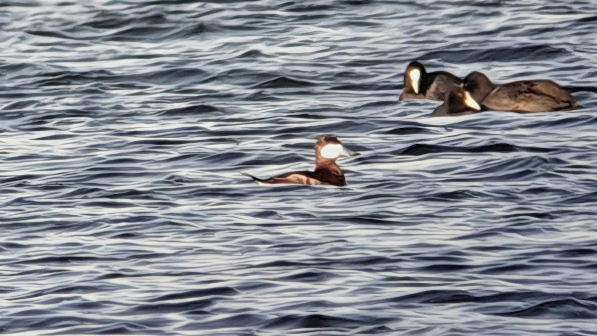 Ruddy Duck - ML629135804