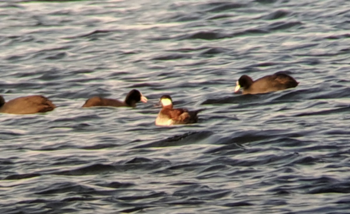 Ruddy Duck - ML629135805