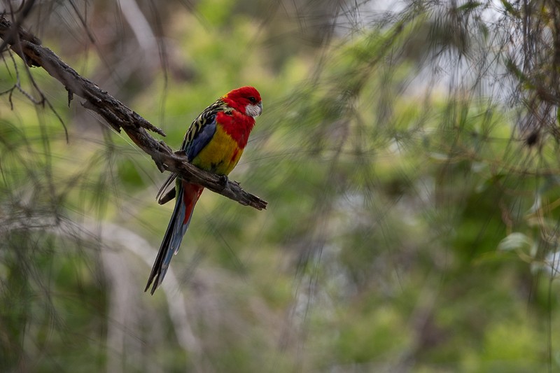 Eastern Rosella - ML629135905