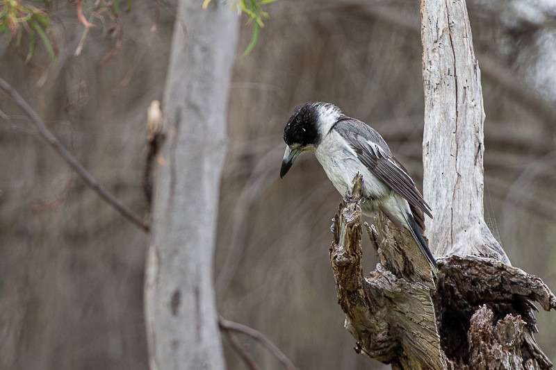 Gray Butcherbird - ML629135911
