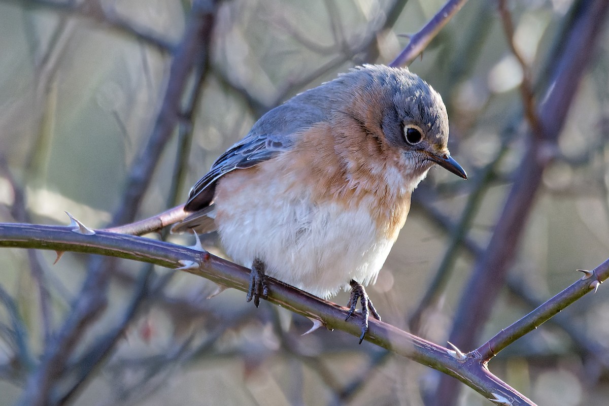 Eastern Bluebird - ML629135997