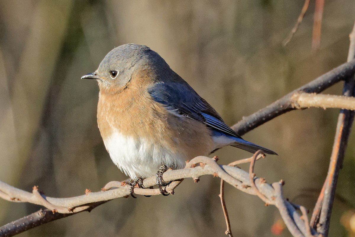 Eastern Bluebird - ML629135998